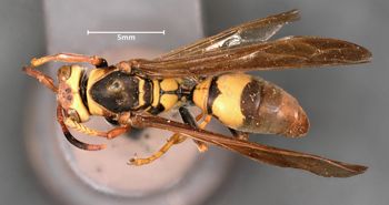 Media type: image;   Entomology 30831 Aspect: habitus dorsal view